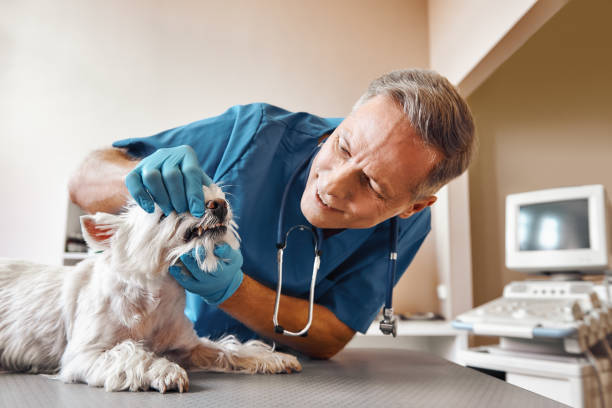Best Broken or Chipped Tooth Repair in Grill, PA
